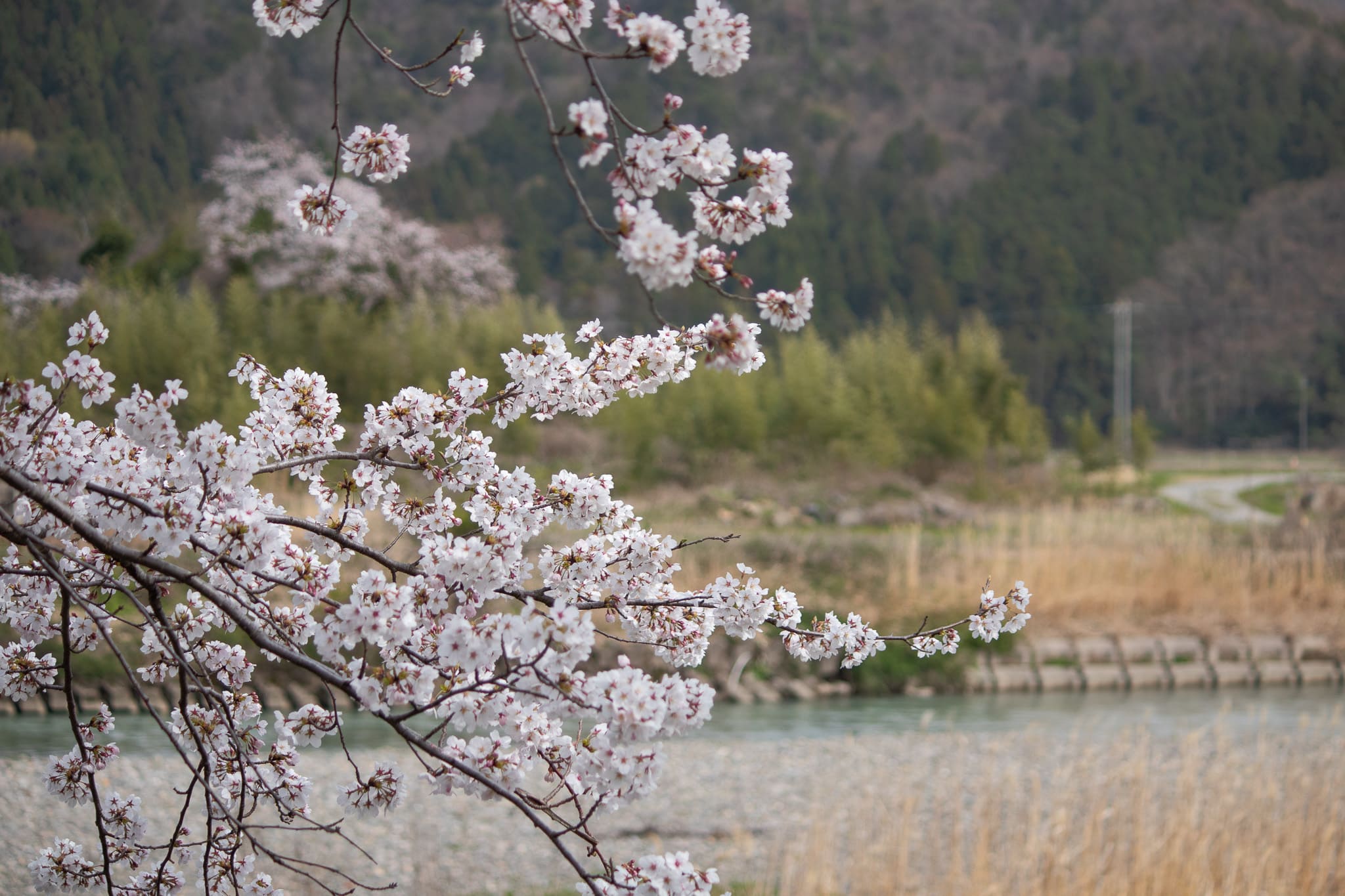 高時川と開花した桜