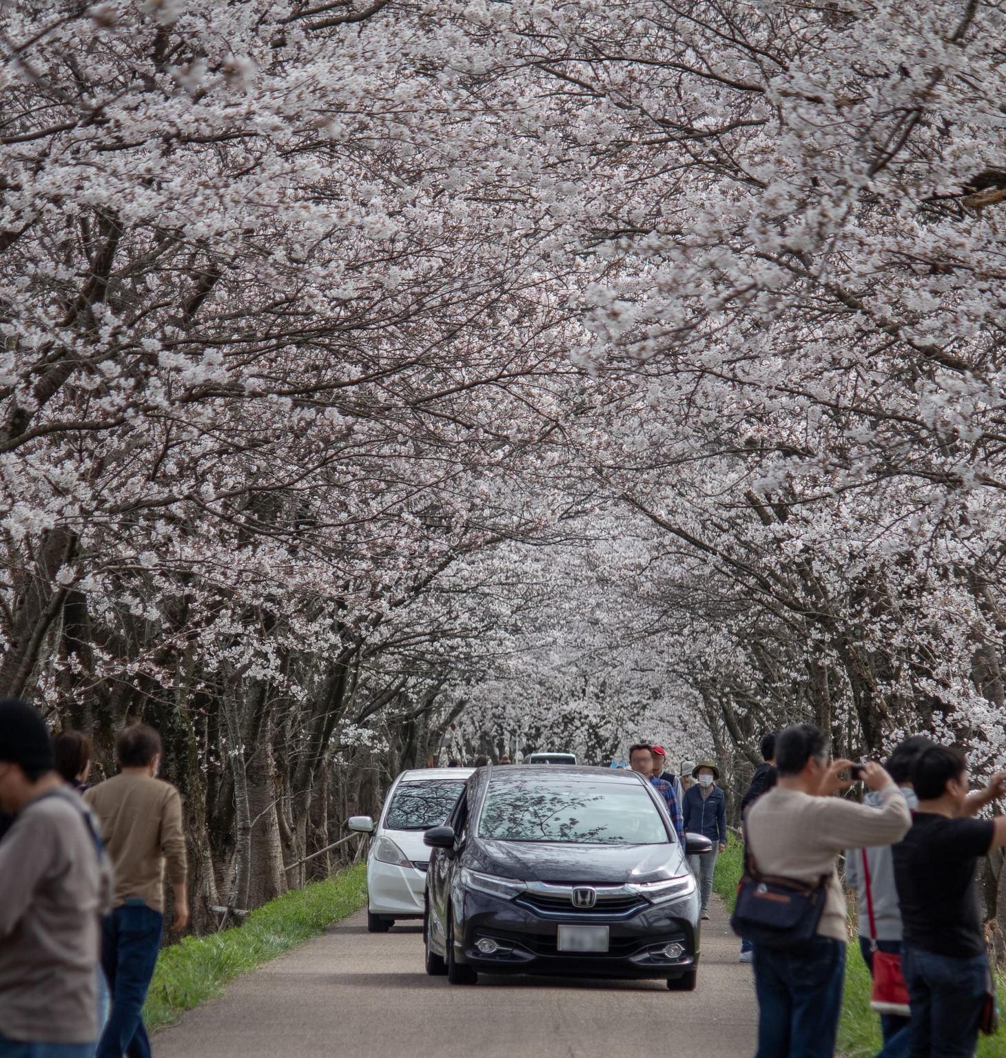 高時川の桜並木を通行している車