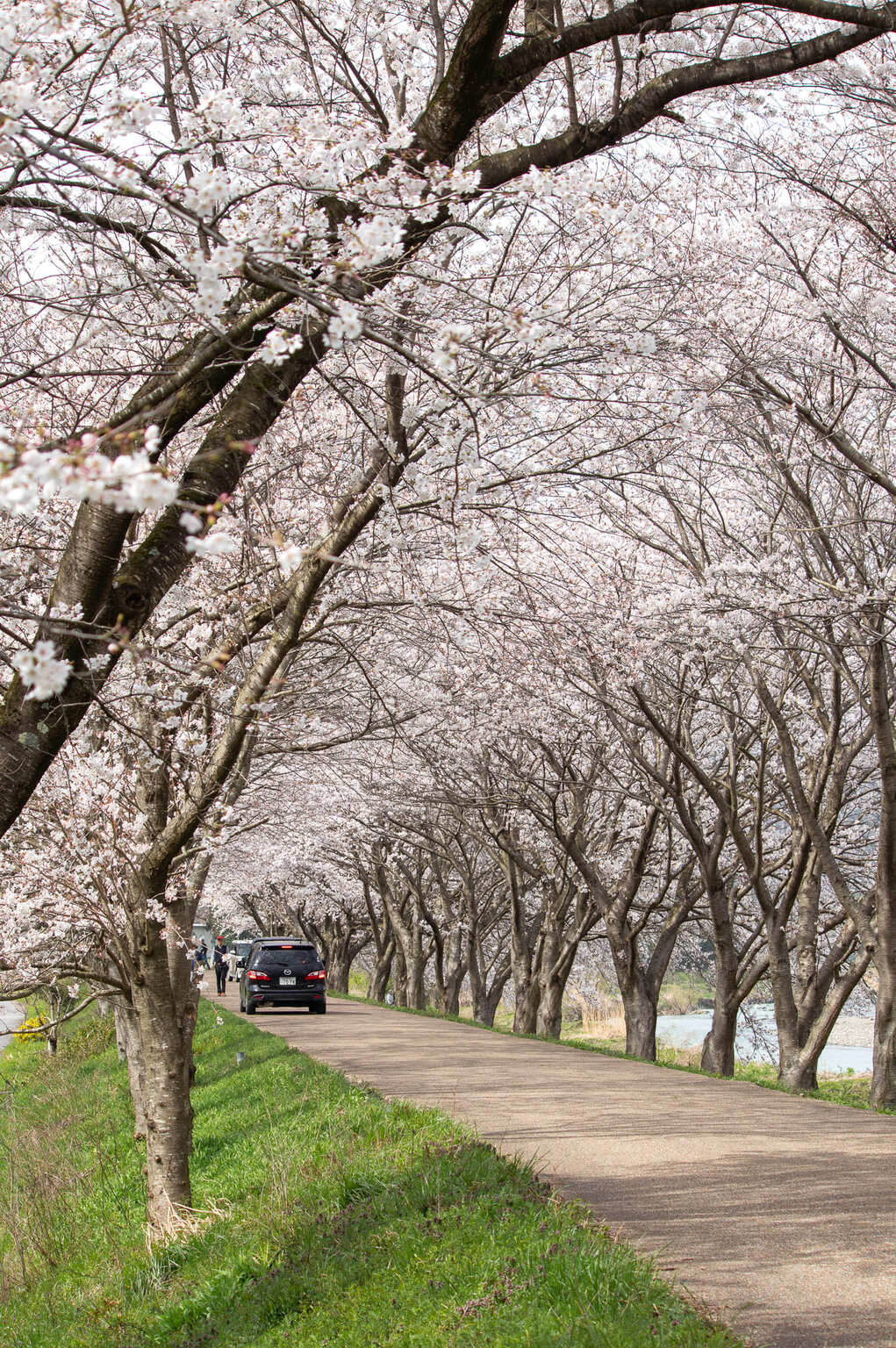 高時川の桜並木