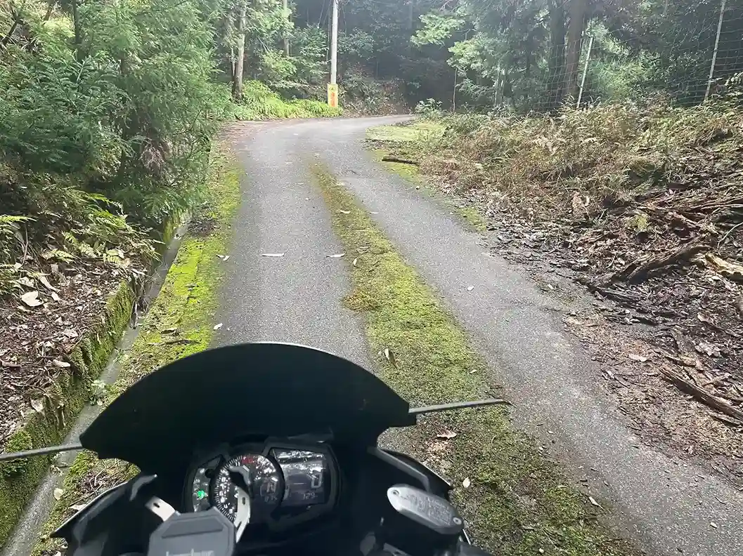 高谷山（横峰山）南側の道に生えている苔